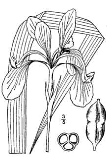 <i>Iris fuscivenosa</i> Small