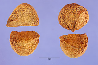 <i>Iris parvicaerulea</i> Alexander