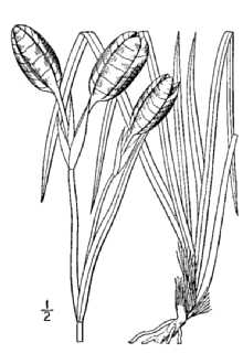 <i>Iris setosa</i> Pall. ex Link ssp. canadensis (Foster ex B.L. Rob. & Fernald) Hu