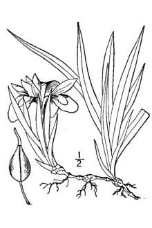 <i>Iris cristata</i> Aiton ssp. lacustris (Nutt.) Iltis