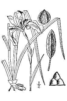 <i>Iris prismatica</i> Pursh ex Ker Gawl. var. austrina Fernald