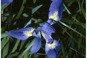 <i>Iris carolina</i> Radius