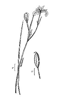 <i>Iris prismatica</i> Pursh ex Ker Gawl. var. austrina Fernald