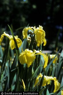Paleyellow Iris