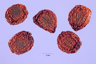 <i>Xiphion sordidum</i> Sol. ex Salisb., non Retz. nec Willd.