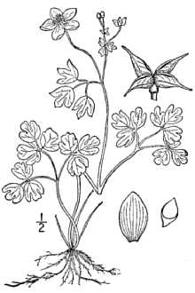 <i>Isopyrum biternatum</i> (Raf.) Torr. & A. Gray