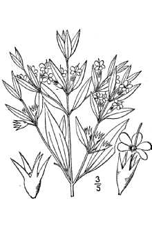 <i>Isanthus brachiatus</i> (L.) Britton, Sterns & Poggenb. var. linearis Fassett