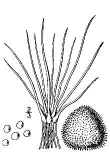 <i>Isoetes echinospora</i> Durieu var. muricata (Durieu) Engelm.