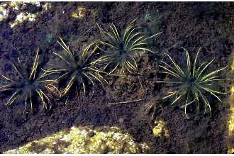 <i>Isoetes echinospora</i> Durieu var. hesperia (C.F. Reed) Á. Löve