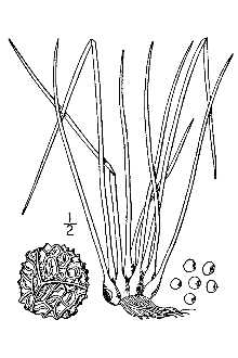 <i>Isoetes engelmannii</i> A. Braun var. gracilis Engelm.