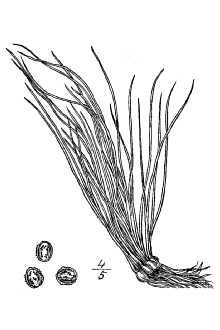 <i>Isoetes eatonii</i> R. Dodge var. gravesii (A.A. Eaton) Clute, nom. dub.
