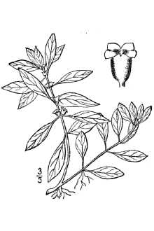 <i>Ludwigia palustris</i> (L.) Elliott var. nana Fernald & Grisc.