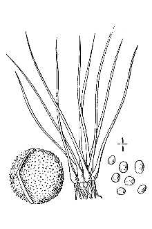 <i>Calamaria saccharata</i> (Engelm.) Kuntze