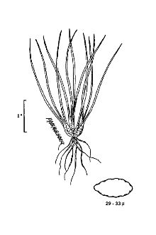 <i>Isoetes echinospora</i> Durieu var. muricata (Durieu) Engelm.