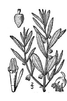 <i>Iva axillaris</i> Pursh ssp. robustior (Hook.) Bassett