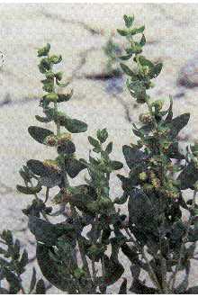 <i>Iva axillaris</i> Pursh ssp. robustior (Hook.) Bassett