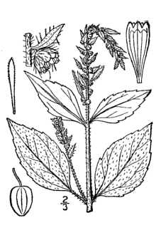 <i>Iva ciliata</i> Willd.