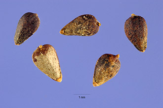 <i>Cyclachaena xanthifolia</i> (Nutt.) Fresen., orth. var.