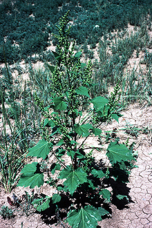 <i>Cyclachaena xanthifolia</i> (Nutt.) Fresen., orth. var.
