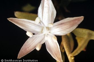 <i>Jacquemontia jamaicensis</i> (Jacq.) Hallier f. ex Solered.