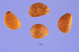 <i>Ipomoea tamnifolia</i> L.