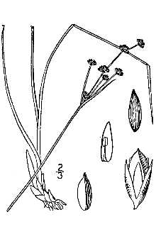 <i>Juncus alpinus</i> Vill. var. rariflorus Hartm.