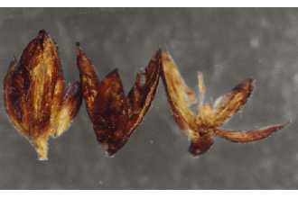 <i>Juncus alpinoarticulatus</i> Chaix ssp. fuscescens (Fernald) Hämet-Ahti