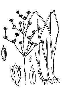 <i>Juncus articulatus</i> L. var. obtusatus Engelm.