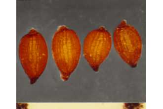 <i>Juncus articulatus</i> L. var. obtusatus Engelm.