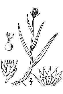 <i>Juncoides hyperboreum</i> (R. Br.) Sheldon p.p.