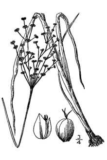 <i>Juncus marginatus</i> Rostk. var. odoratus Torr.