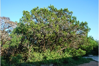 <i>Juniperus occidentalis</i> Hook. var. texana Vasey