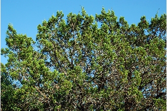 <i>Juniperus ashei</i> J. Buchholz var. ovata R.P. Adams