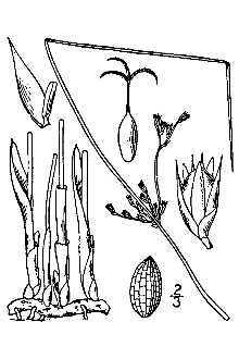 <i>Juncus balticus</i> Willd. var. stenocarpus Buchenau & Fernald