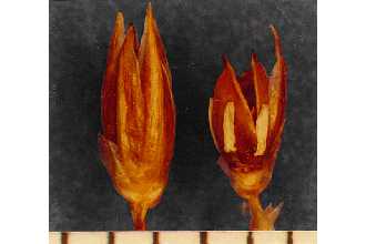 <i>Juncus balticus</i> Willd. var. vallicola Rydb.