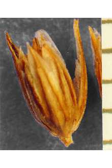 <i>Juncus balticus</i> Willd. var. montanus Engelm.
