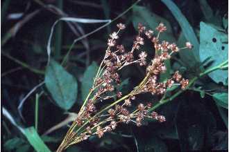 <i>Juncus marginatus</i> Rostk. var. biflorus (Elliott) Alph. Wood