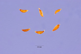 <i>Juncus aristulatus</i> Michx. var. biflorus (Elliott) Small