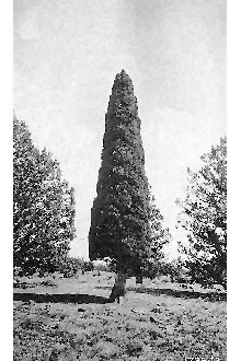 <i>Juniperus cedrosiana</i> Kellogg