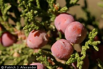 <i>Juniperus coahuilensis</i> (Martínez) Gaussen ex R.P. Adams var. coahuilensis