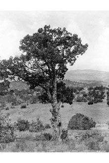<i>Juniperus deppeana</i> Steud. ssp. sperryi (Correll) A.E. Murray