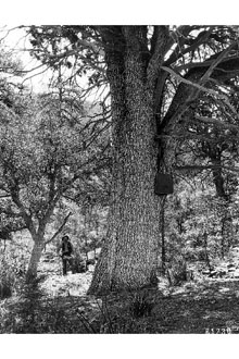 <i>Juniperus deppeana</i> Steud. var. pachyphlaea (Torr.) Martínez