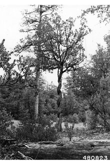 <i>Juniperus deppeana</i> Steud. var. pachyphlaea (Torr.) Martínez