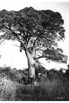 <i>Juniperus deppeana</i> Steud. ssp. sperryi (Correll) A.E. Murray
