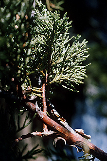 <i>Juniperus pachyderma</i> Sitgr.