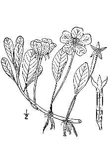 <i>Ludwigia peploides</i> (Kunth) P.H. Raven var. glabrescens (Kuntze) Shinners