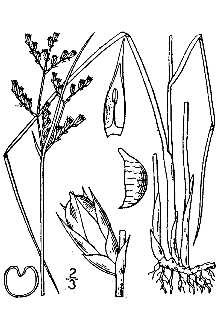 <i>Juncus tenuis</i> Willd. var. platyphyllus (Wiegand) F.J. Herm.