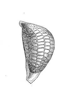 <i>Juncus dichotomus</i> Elliott var. platyphyllus Wiegand