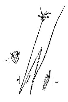 <i>Juncus tenuis</i> Willd. var. dichotomus (Elliott) Alph. Wood