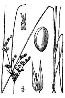 <i>Juncus tenuis</i> Willd. var. uniflorus auct. non Farw. p.p.